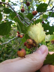 Crataegus chrysocarpa phoeniceoides