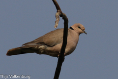 Streptopelia vinacea
