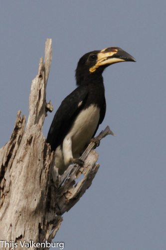 West African Pied Hornbill