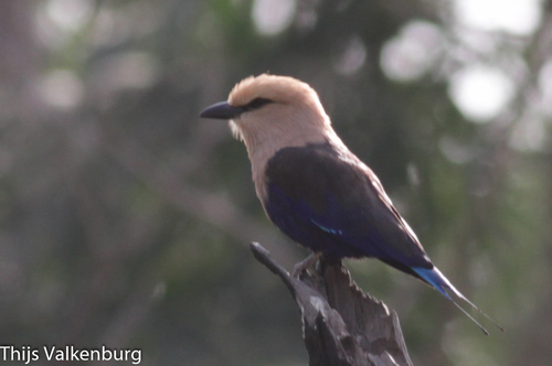Blue-bellied Roller