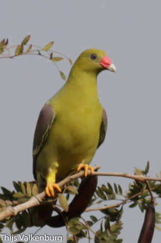 African Green-Pigeon