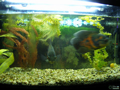 Astronotus ocellatus