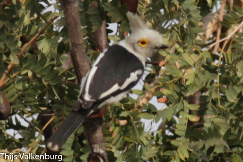 Long-crested Helmetshrike