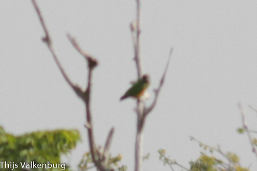 Senegal Parrot