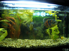 Astronotus ocellatus