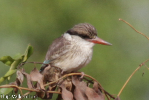 Striped Kingfisher