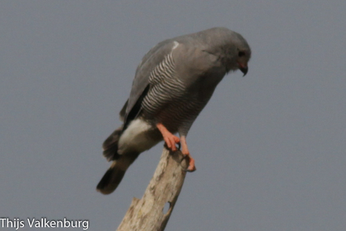 Northern Lizard Buzzard