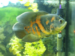 Astronotus ocellatus