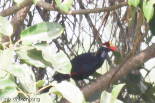 Violet Turaco