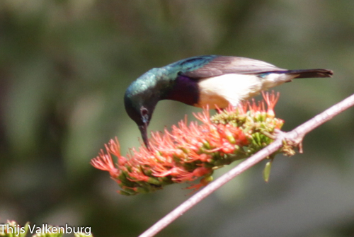 Variable Sunbird