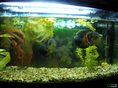 Astronotus ocellatus