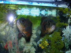 Astronotus ocellatus