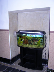 Astronotus ocellatus