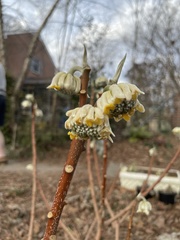 Edgeworthia