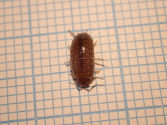 Porcellio gallicus