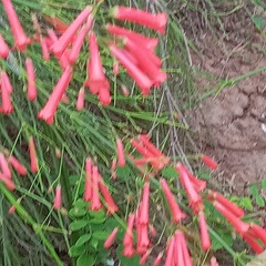 Russelia equisetiformis