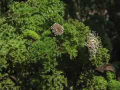 Scalesia helleri