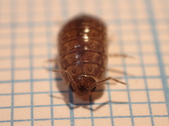 Porcellio gallicus