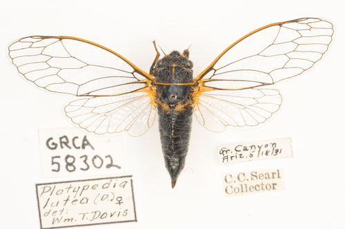 Putnam's Cicada