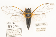 Platypedia putnami lutea