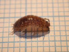 Porcellio gallicus