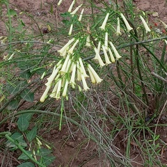 Russelia equisetiformis