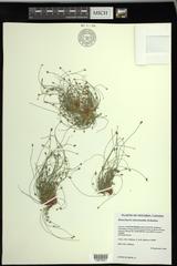 Eleocharis intermedia