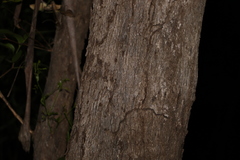 Eucalyptus moluccana