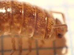 Porcellio gallicus