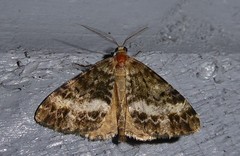 Pseudocoremia lactiflua