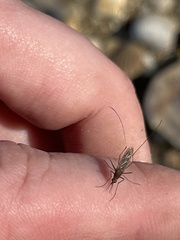Anopheles atropos