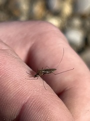 Anopheles atropos