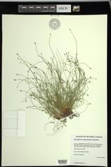 Eleocharis intermedia