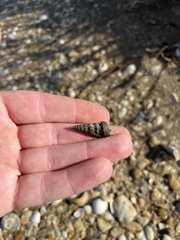 Cerithideopsis scalariformis