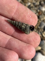 Cerithideopsis scalariformis