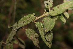 Sida hackettiana