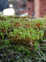 Ptychostomum capillare