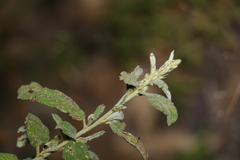 Sida hackettiana