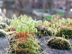 Ptychostomum capillare