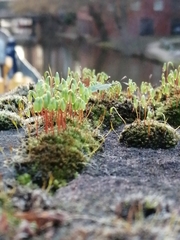 Ptychostomum capillare