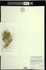 Eleocharis intermedia