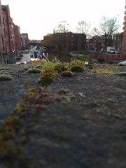 Ptychostomum capillare