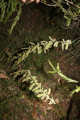 Sida hackettiana