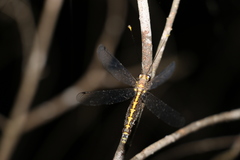 Suhpalacsa subtrahens