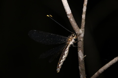 Suhpalacsa subtrahens