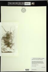 Eleocharis intermedia