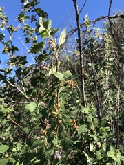 Ribes malvaceum malvaceum