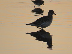 Pluvialis squatarola