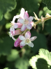 Ribes malvaceum malvaceum