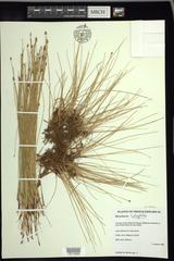 Eleocharis halophila